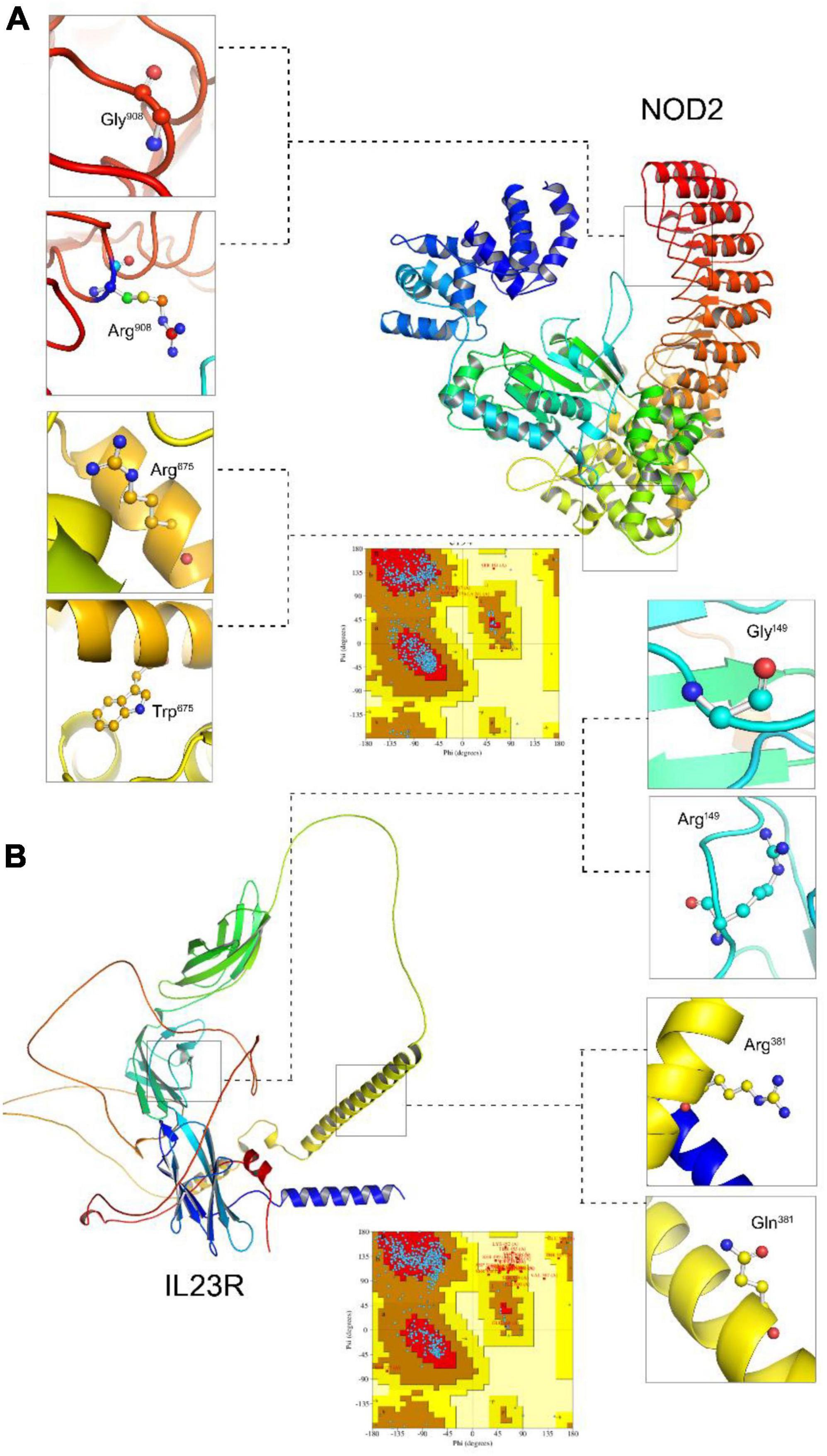 Genotype-protein phenotype characterization of NOD2 and IL23R missense variants associated with inflammatory bowel disease: A paradigm from molecular modelling, dynamics, and docking simulations